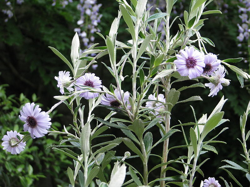 Olearia HENRY TRAVERS C2/40cm *K15w4