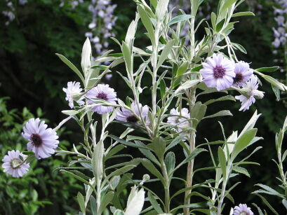 Olearia HENRY TRAVERS C2/40cm *K15w4