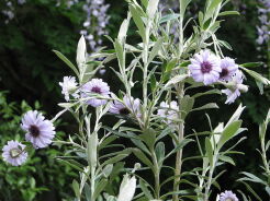 Olearia HENRY TRAVERS C2/40cm *K15w4