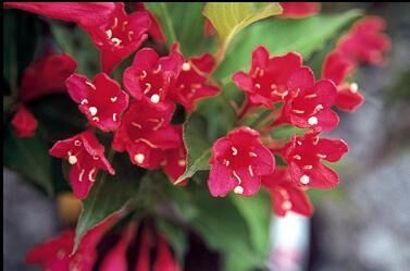 Krzewuszka RED PRINCE Weigela C2/40cm *21K