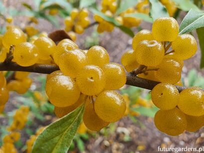 Oliwnik baldaszkowaty AMBER Elaeagnus umbellata C3/40-60cm