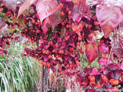 Trzmielina płaskoogonkowa na PNIU Euonymus planipes C10/Pa100(140)cm *K6