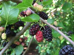 Morwa czerwona Morus rubra C2/40-60cm *T68