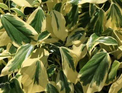 Bluszcz kolchidzki DENTATA VARIEGATA  Hedera colchica C2/80cm *K8
