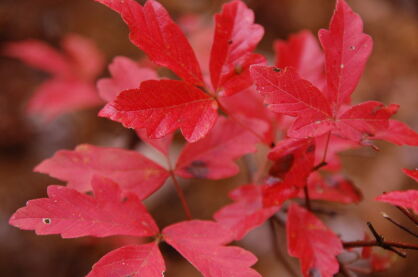 Klon strzępiastokory Acer griseum C7,5/100-140cm *T33