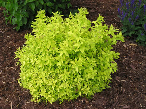 Jaśminowiec kaukaski KOSTELEC W.B. Philadelphus caucasicus C3/20-30cm *K6-O