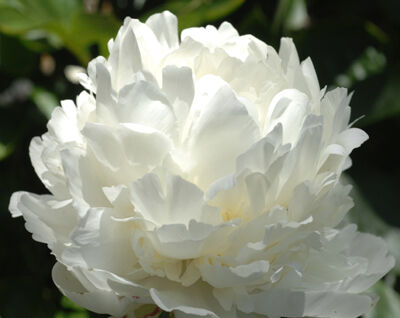 Piwonia bylinowa SNOW SUPREME (biała) Peonia lactiflora /C3
