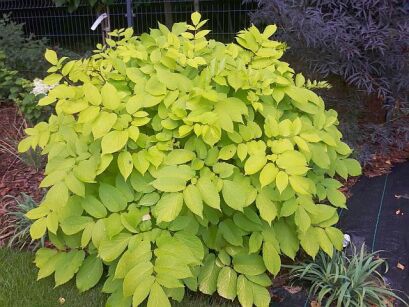 Aralia sercowata SUN KING Aralia cordata /C2 *K14w10