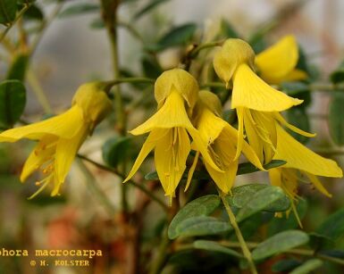 ﻿Sophora macrocarpa C2/80-100cm *G