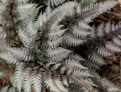 Wietlica japońska RED BEAUTY Athyrium niponicum Paproć /C1,5-C2 *K25