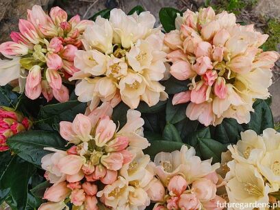 Rhododendron yakushimanum GOLDEN TORCH C5-C7,5/30-40cm *T64 *K14
