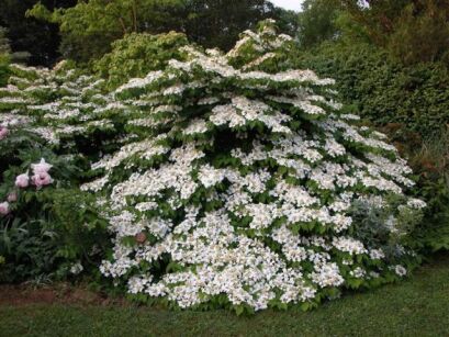 Kalina pagodowa WHITE CASCADE Viburnum plicatum  C4/40-60cm