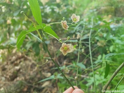 Trzmielina rogata Euonymus cornutus var. quinquecornutus C2/40-50cm *K14