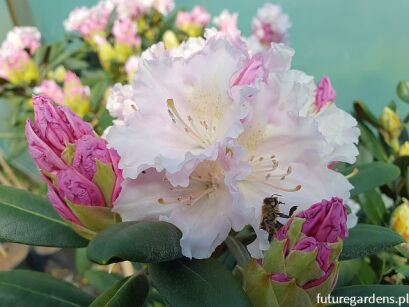 Rhododendron SCHNEEWOLKE - drzewko Różanecznik C7,5/Pa75(100)cm *K10
