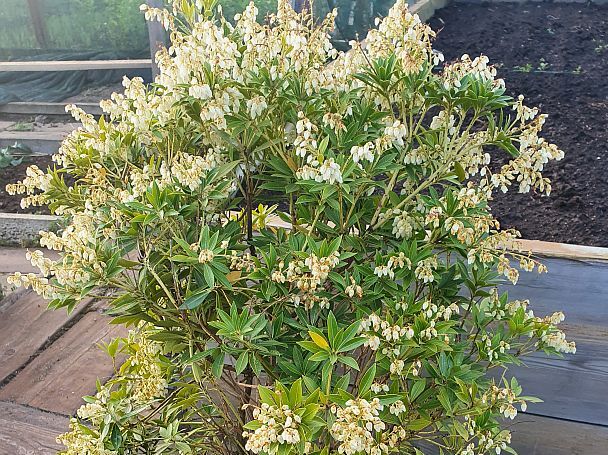 Pieris karłowy BIAŁY 12-letni C15/60cm *W