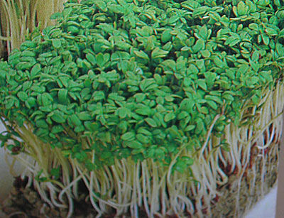 Rzeżucha ogrodowa - nasiona 10 g - Cardamine Pretensis