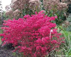 Trzmielina oskrzydlona COMPACTUS na PNIU Euonymus Allatus C3/Pa30-40(60)cm *K19