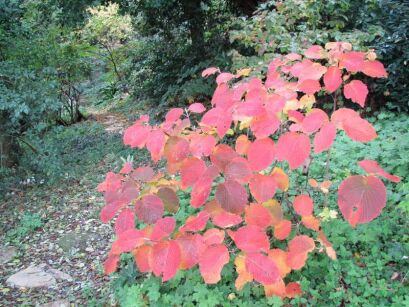 Kalina furcatum Viburnum furcatum C3/40-60cm *K25