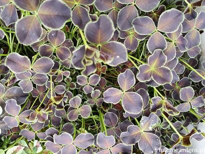 Koniczyna DARK DEBBIE Trifolium repens /P10 *7F
