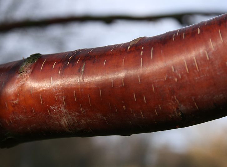 Brzoza chińska RED PANDA Betula albosinensis C3/30-40cm *K9