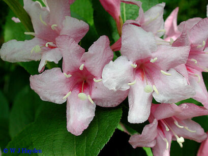 Krzewuszka STYRIACA Weigela C2/30cm *22