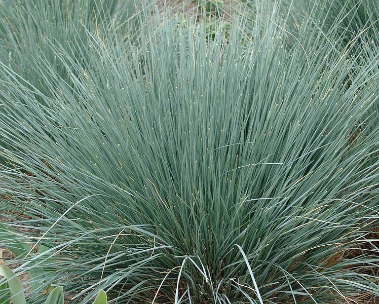 Chilijska wydmuchrzyca Magellana Elymus magellanicus /C3 *26