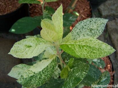 Orszelina pstrolistna 'Creel's Calico' Clethra alnifolia C5/20cm *K8