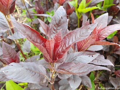 Tojeść orzęsiona FIRECRACKER  Lysimachia ciliata /C2 *K16