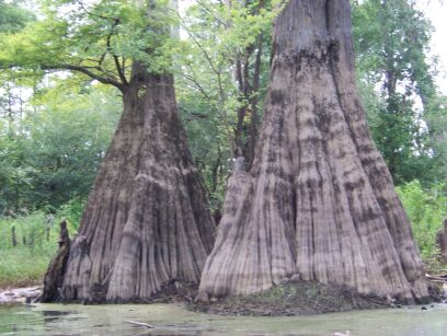 Błotnia wodna Nyssa aquatica C5/1,6m *TL