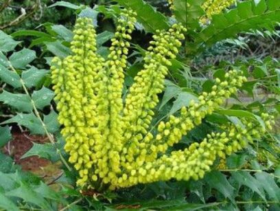 Mahonia pośrednia WINTER SUN Mahonia x media C5/30-40cm *K15