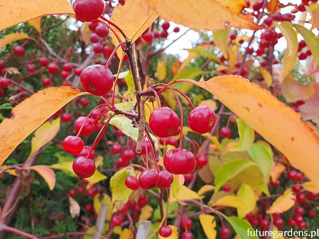 Jabłoń hupeheńska Malus hupehensis syn. Malus theifera C2/1,5m *K8