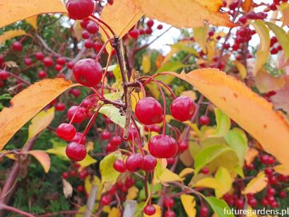  Jabłoń hupeheńska 6-letnia Malus hupehensis syn. Malus theifera C5/1,5-1,8m *PACZ