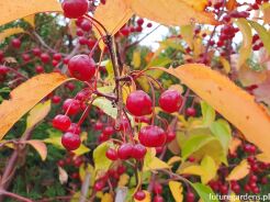  Jabłoń hupeheńska 6-letnia Malus hupehensis syn. Malus theifera C5/1,5-1,8m *K6