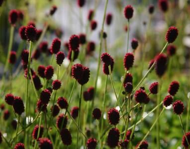 Krwiściąg lekarski TANNA Sanguisorba officinalis /P9 *K7