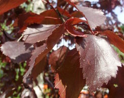 Brzoza brodawkowata PURPUREA Betula pendula C5/1m *K8