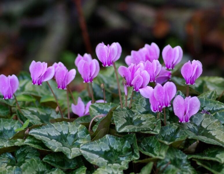 Cyklamen neapolitański Cyklamen bluszczolistny Cyclamen hederifolium /P13