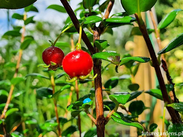 Ugni molinae BIG BURNING PINK Chilijska guawa syn.Myrthus ugni C2/20-30 *GD