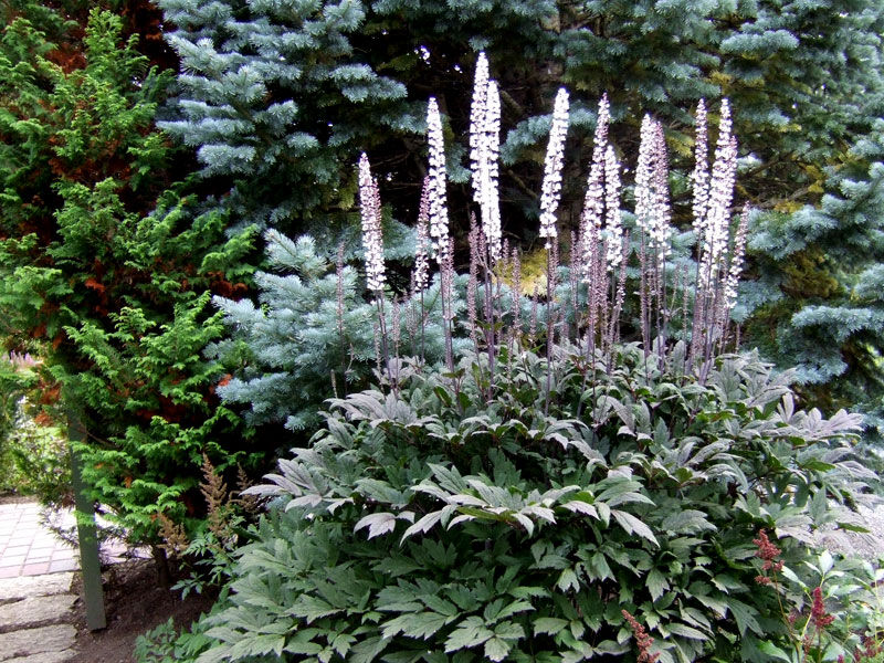 Cimicifuga racemosa ATROPURPUREA Actaea simplex - pluskwica - 10szt. nasion