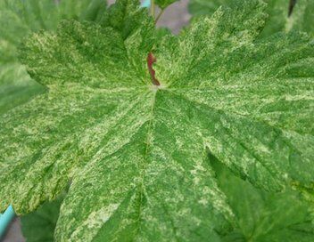 Porzeczka amerykańska VARIEGATUM Ribes americanum C3/30-40cm *K17