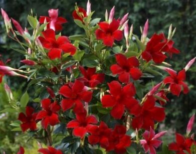   Sundaville CZERWONA Mandevilla Dipladenia P10/10-20cm *T40