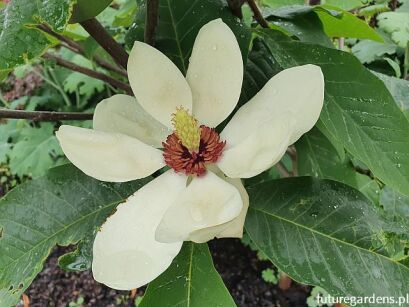 Magnolia x wieseneri AASHILD KALLEBERG C5/30-50cm