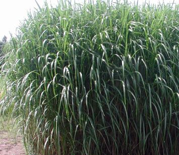 Miskant olbrzymi Miscanthus giganteus - 1szt. kłącze