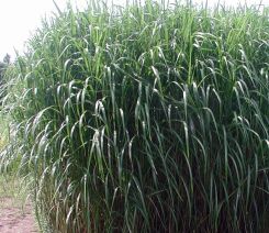 Miskant olbrzymi Miscanthus giganteus - 1szt. kłącze