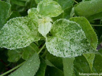 Hortensja pnąca 'TAKE A CHANCE' PBR  Hydrangea anomala /C2