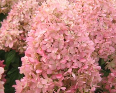 Hortensja wiechowata MAGICAL CANDLE ® 'Bokraflame' Hydrangea paniculata /C7,5 *K17