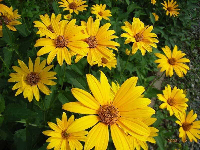 Słoneczniczek szorstki - KARPA  Heliopsis helianthoides 