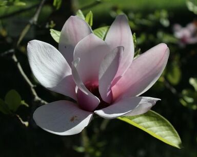 Magnolia BIG DUDE