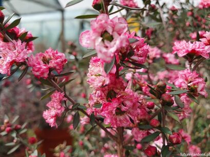 Manuka RÓŻOWA Leptospermum scoparium zw. Drzewko herbaciane C3/30cm *K12