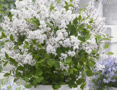 Lilak FLOWERFESTA® WHITE na PNIU Syringa C3/Pa60(120)cm *K6