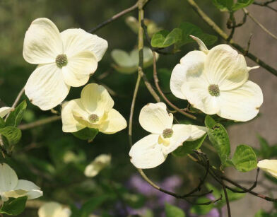 Dereń amerykański ORMONDE Cornus C2/80cm *T75